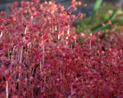 Crassula strigosa