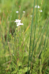 Achillea alpina camtschatica
