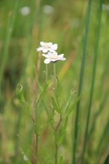Achillea alpina camtschatica