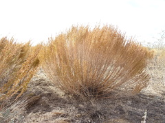 Artemisia pauciflora