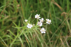 Achillea alpina camtschatica