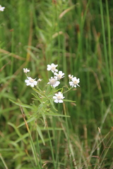 Achillea alpina camtschatica