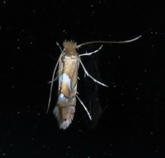 Phyllonorycter aeriferella