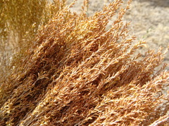 Artemisia pauciflora