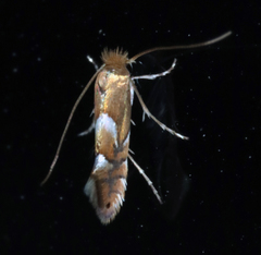 Phyllonorycter aeriferella