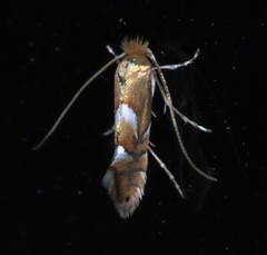 Phyllonorycter aeriferella