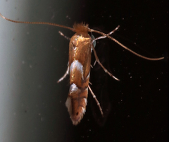 Phyllonorycter aeriferella