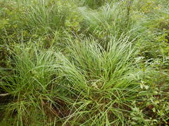 Carex schmidtii