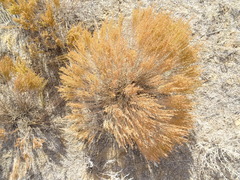 Artemisia pauciflora
