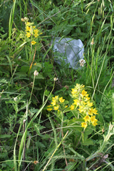 Lysimachia verticillaris