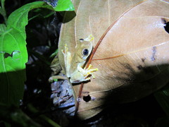 Ptychohyla hypomykter