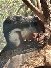 Callosciurus prevostii