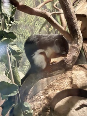 Callosciurus prevostii