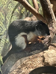 Callosciurus prevostii