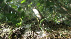 Angraecum pusillum