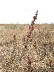 Pyankovia brachiata
