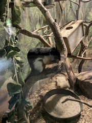 Callosciurus prevostii