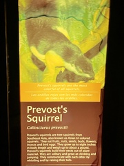 Callosciurus prevostii