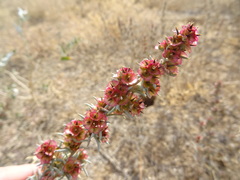 Pyankovia brachiata