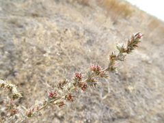 Pyankovia brachiata