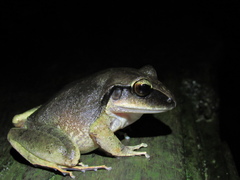 Craugastor laticeps