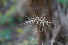 Elymus hystrix