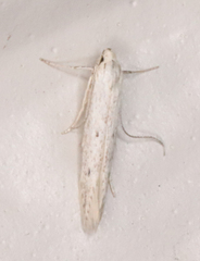 Haplochrois bipunctella