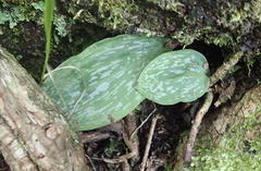 Habenaria arenaria