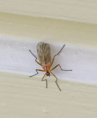 Empis stercorea