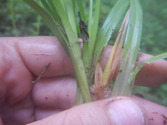 Carex pallida