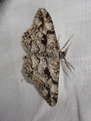 Peribatodes umbraria