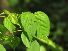 Magnoliopsida