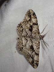 Peribatodes umbraria