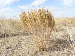 Artemisia pauciflora