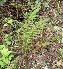 Cheilanthes hirta nemorosa