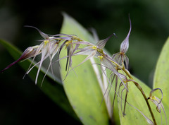 Pleurothallis phalangifera