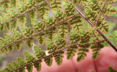 Cheilanthes hirta nemorosa
