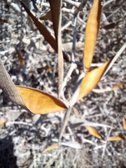 Periploca laevigata angustifolia