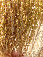 Artemisia pauciflora