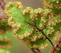 Cheilanthes hirta nemorosa
