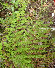 Cheilanthes hirta nemorosa