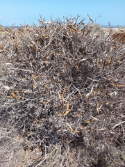 Periploca laevigata angustifolia