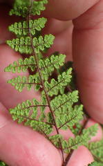 Cheilanthes hirta nemorosa