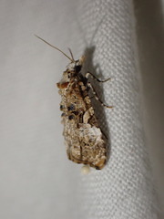 Phtheochroa rugosana