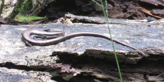 Tetradactylus seps