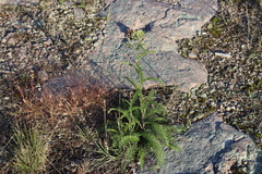 Achillea millefolium borealis