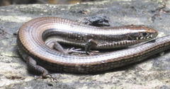 Tetradactylus seps