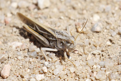 Pardalophora apiculata