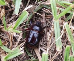 Temnorhynchus retusus