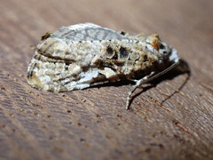 Phtheochroa rugosana